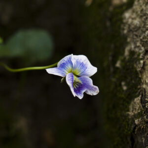 Purple and white wildflower.