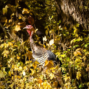 Wild Turkeys Along the New River
