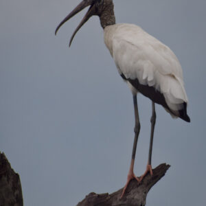 Wood Stork Surveys the Pantenal