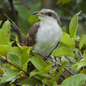 Yellow-Billed Cuckoo