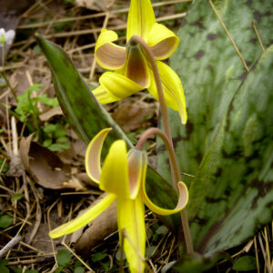 Yellow Fawn Lilies
