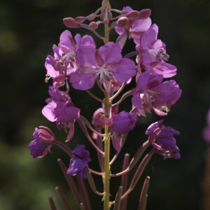 Yukon Fireweed